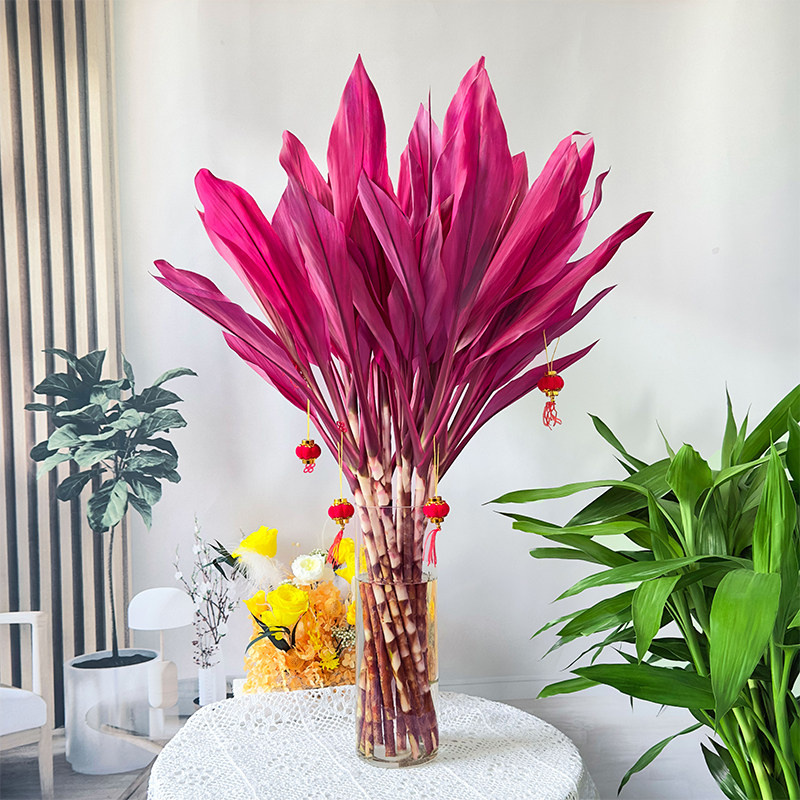 富贵竹水培植物客厅招发财竹子鸿运竹绿植盆栽花卉植物室内花紫竹,淘宝优惠券,粉丝福利购,淘宝优惠卷