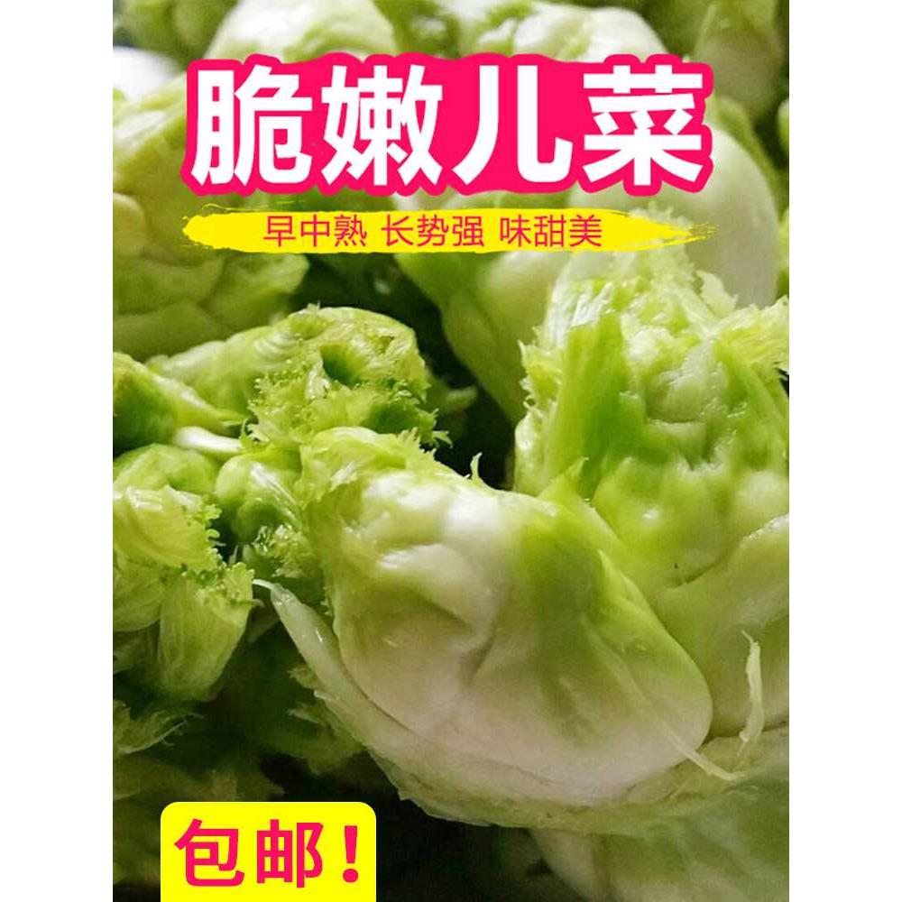 四川临江儿菜种子娃娃菜孑种籽秋季种蔬菜当季南方芥菜抱子四季 - 图1