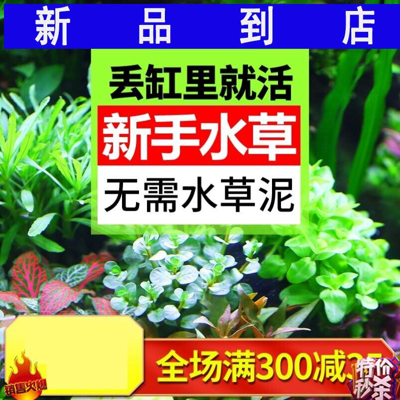 淡水水草种子 新人首单立减十元 21年7月 淘宝海外