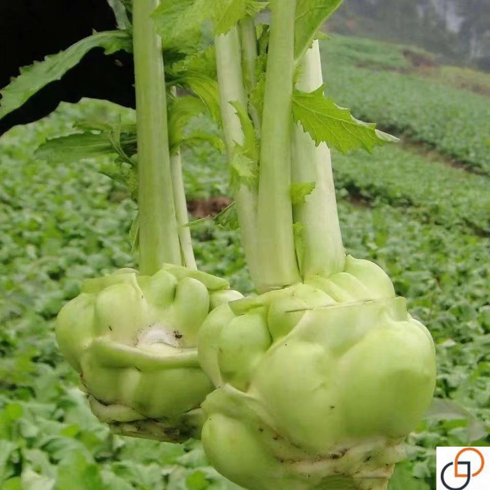 正宗涪陵榨菜种子特高产耐寒耐芥菜抽薹孑榨菜种籽大蔬菜种子疙瘩 - 图3