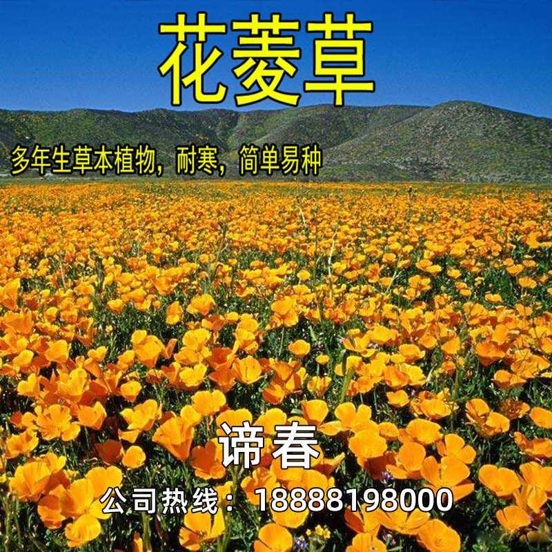 花多绿化种子菱草景观年生宿根花卉喜阴耐寒盆栽室外庭院花种子 - 图1