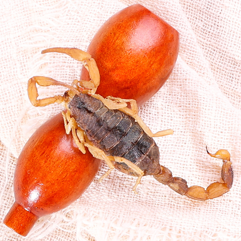 蝎子干中药材全蝎中药沂蒙十足清水蝎子全虫食用泡酒非野生全蝎粉 - 图0