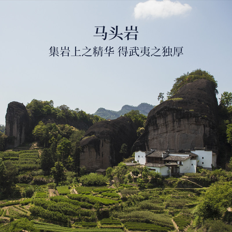 武夷瑞芳｜马头岩｜肉桂正岩武夷岩茶特级浓香型茶叶大红袍礼盒装,淘宝优惠券,粉丝福利购,淘宝优惠卷