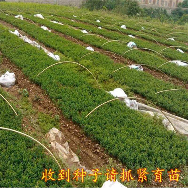 围墙种子铁篱笆种子刺树种子 荆棘种子 带刺树种子 带刺树 鸟不站 - 图1