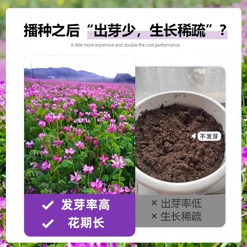 紫云英种子红花草种子食用野菜种籽蜜源固氮果园绿肥四季牧草种子,淘宝优惠券,粉丝福利购,淘宝优惠卷