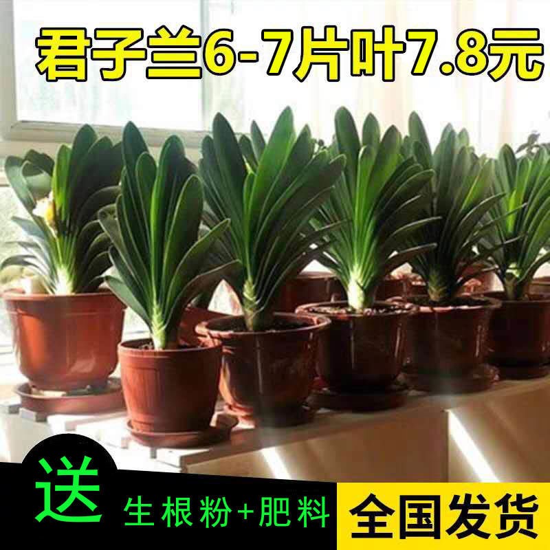 君子兰大棵盆栽高档m客厅苗大小苗花卉植物室内花好养圆头和尚长 - 图2