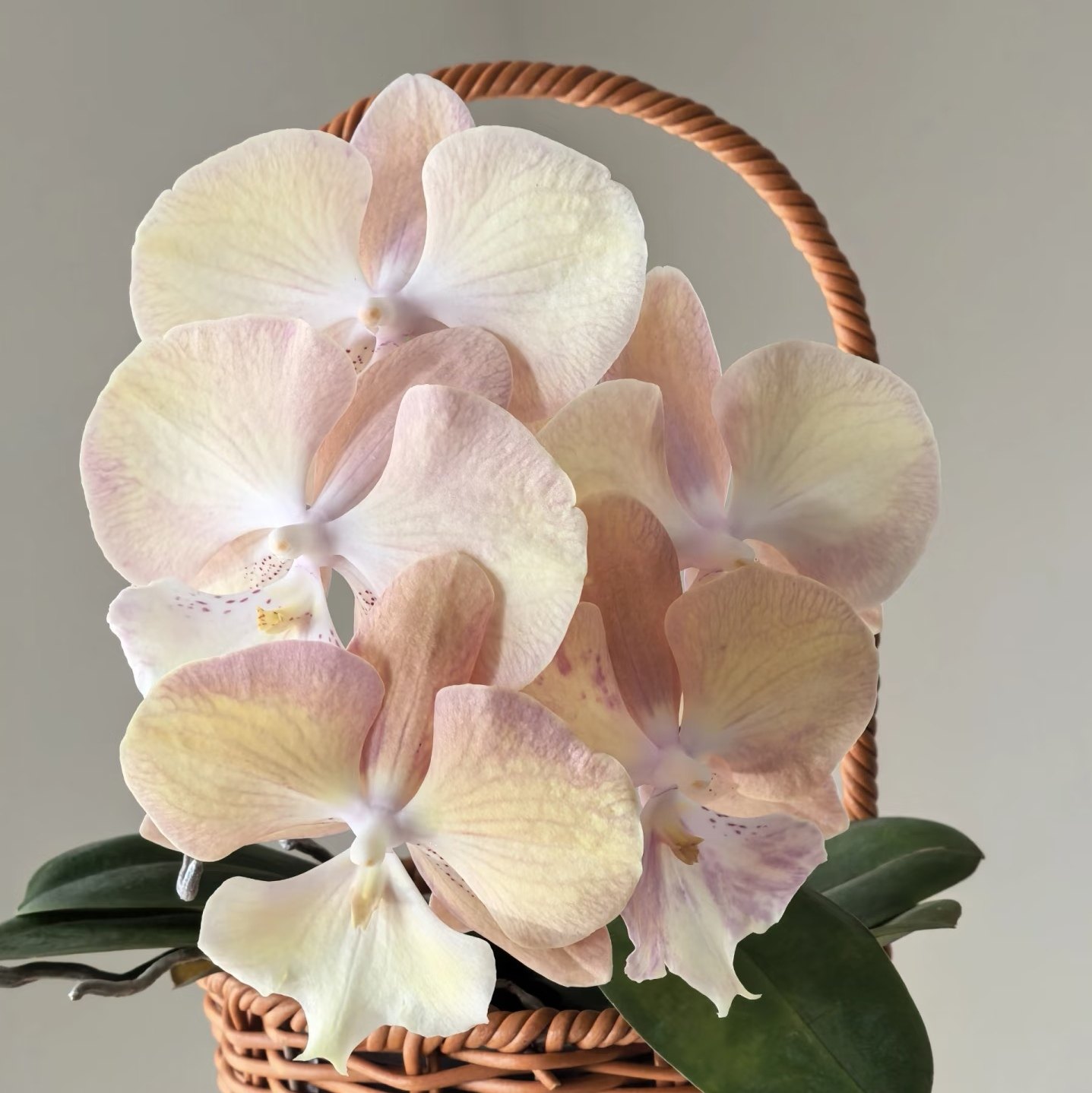 王炸网红品种【彩虹独角兽】3.5寸爆根大杯大苗蝴蝶兰包对版,淘宝优惠券,粉丝福利购,淘宝优惠卷