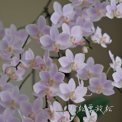 港谷兰业2号链接大花型蝴蝶兰大杯大苗蝴蝶兰苗基地直发包对版 - 图0