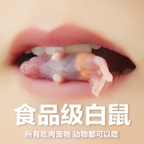 Food grade sterile milk rat frozen rat dry cat food Little white rat feeding snake goalkeeper Lizard Turtle Horn Frog Grain Patron Fest