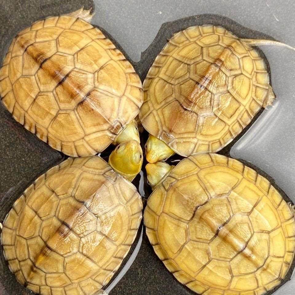 小青皖南龟黄喉拟水乌龟活物南石金钱龟苗观赏纯种活体缘三黄活体,淘宝优惠券,粉丝福利购,淘宝优惠卷