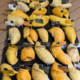Northern Horse Durian, Tree Ripe Liquid Nitrogen, Small Varieties of Durian Flesh, Frozen Five-Finger Fruit, Golden Phoenix Durian, Musang King Durian, etc.