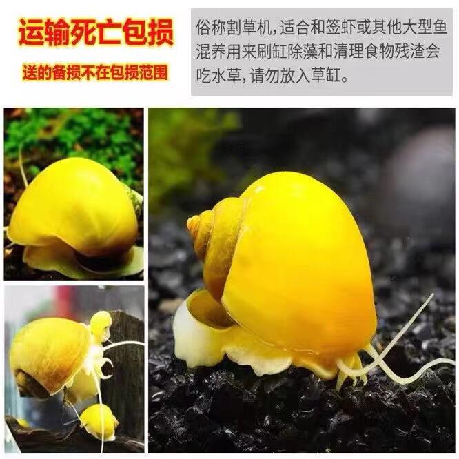 清道夫鱼金苔鼠淡水鱼鱼缸清洁鱼观赏鱼热带鱼好养工具鱼吃垃圾鱼 - 图2