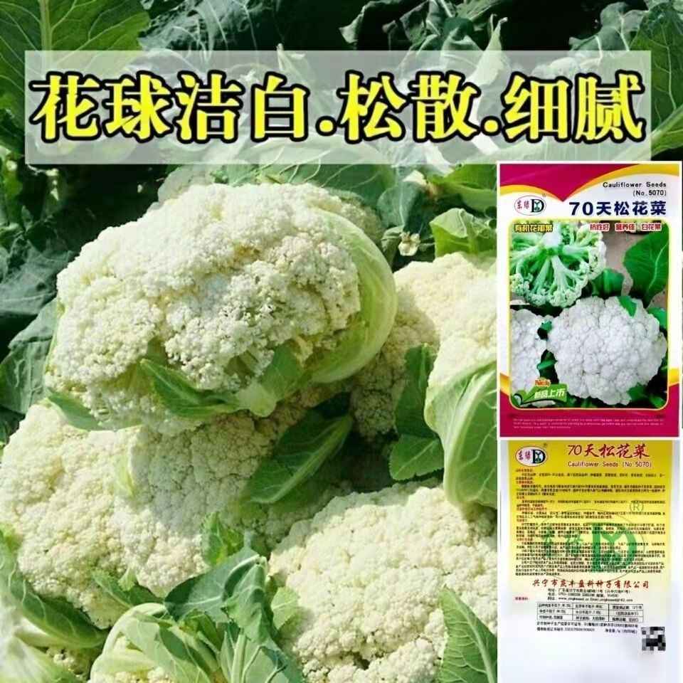 进口花椰菜 新人首单立减十元 22年9月 淘宝海外 进口花椰菜 新人首单立减十元 22年9月 淘宝海外