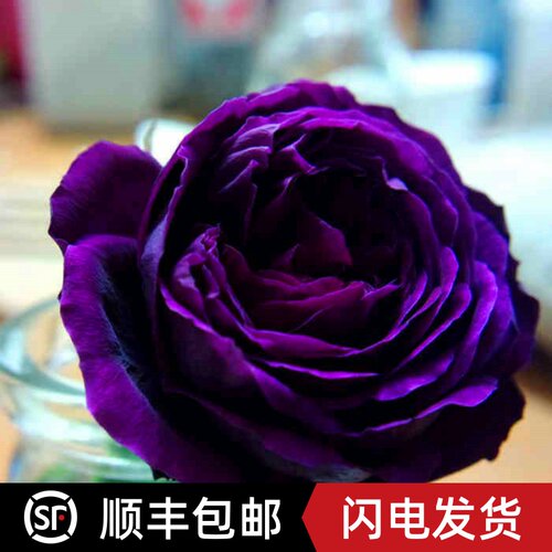 皇宫 浓香切花月季花苗盆栽强香勤花直立浓赤暗紫或红紫色以后 皇宫 浓香切花月季花苗盆栽强香勤花直立浓赤暗紫或红紫色以后