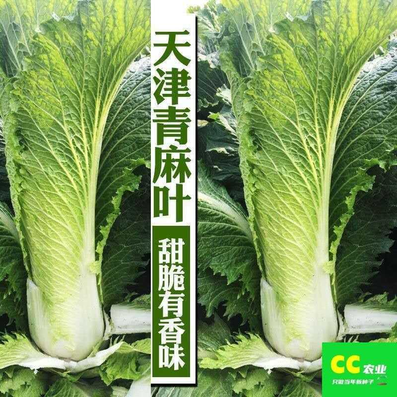 白菜种孑青口白菜籽农家阳台竹筒菜园四季叶菜青麻白仔大蔬菜种子-图1