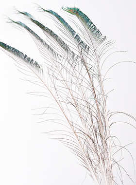 天然真孔雀羽毛翎尾大眼睛客厅摆件落地花瓶插花花器装饰拍摄道具