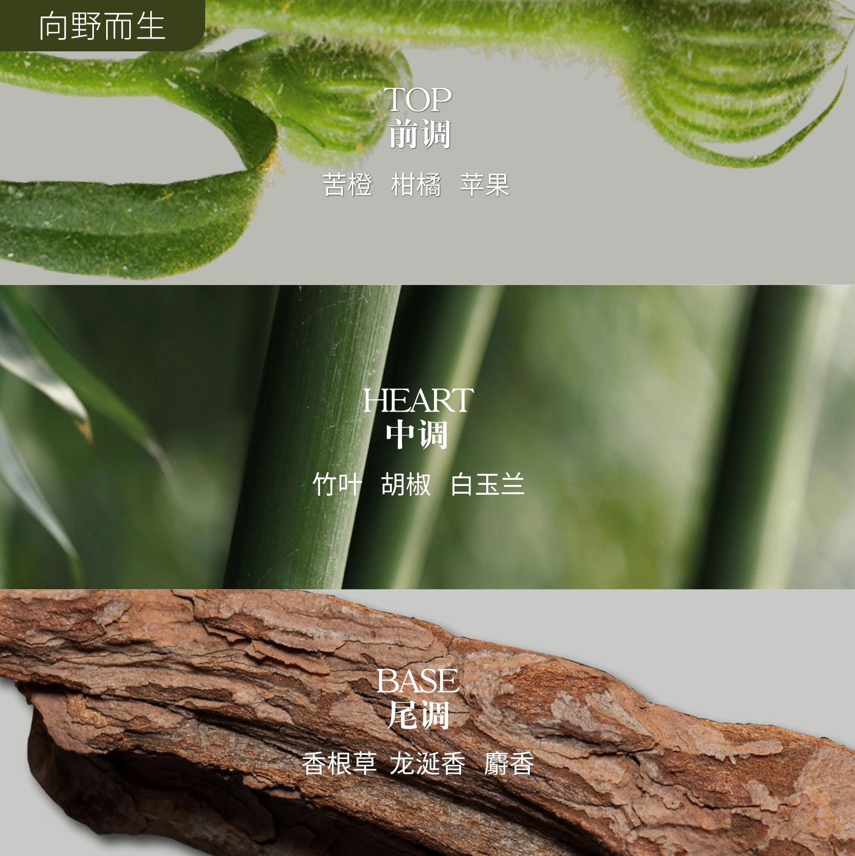  SAVHE萨和香水