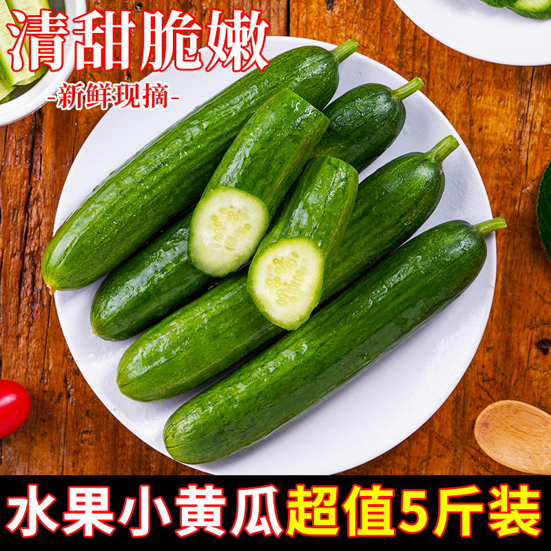 新鲜水果黄瓜生吃当季小青瓜蔬菜旱脆黄瓜苗整箱包邮次日即食直发 - 图2