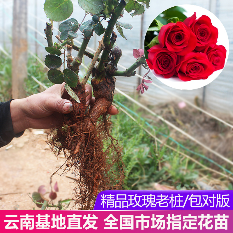 云南昆明玫瑰花苗老桩3颗6颗红玫瑰老根月季花苗四季开花花卉客厅 - 图1