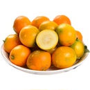 下拉9.4！桂林脆皮金桔约100颗