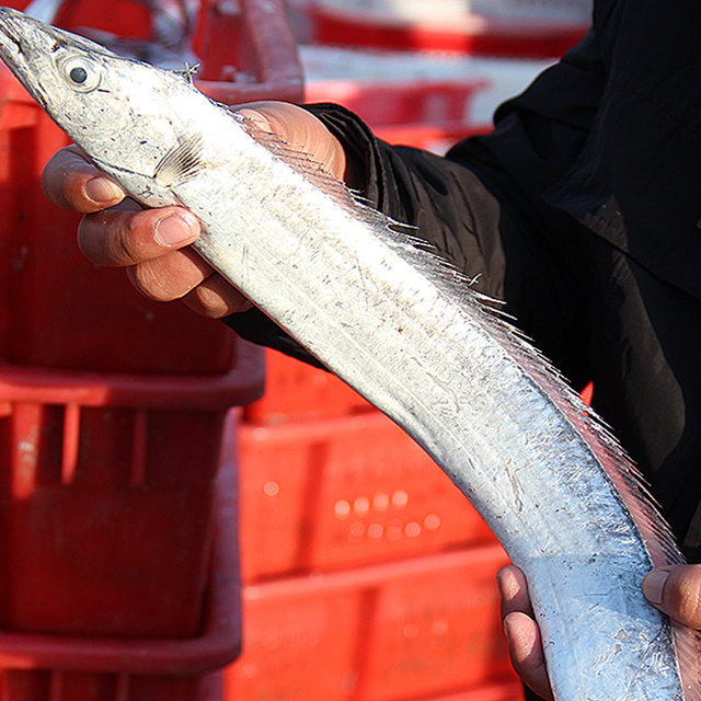 Fresh Bohai Hairtail 4Jin Jin is equal to 0.5kg | More than 6000 additional purchases