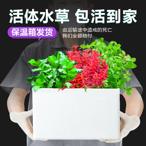 火山石水草植物鱼缸造景专用水培阴性蜈蚣草绿菊真草增氧绿植摆件 - 图2