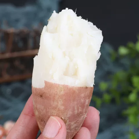 山东哈密冰糖薯新鲜白薯9斤老品种红薯白心超甜沙地板栗蜜薯地瓜 图片 2