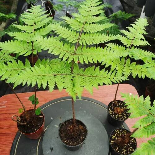 蕨类植物苔藓球红磷蕨绿植花卉净化空气美观休闲 - 图2