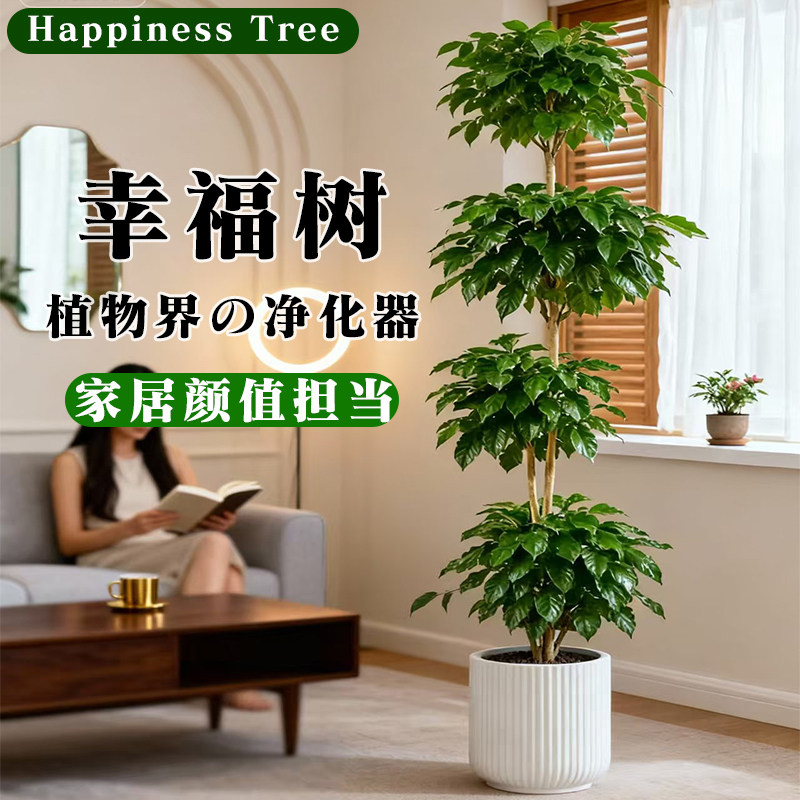 幸福树客厅大盆栽老桩植物高级感室内落地大型绿植盆景好养活专业,淘宝优惠券,粉丝福利购,淘宝优惠卷