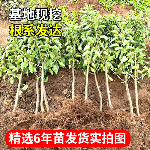苹果树果苗红富士种植苗耐寒南方树苗冰糖心果树当年结果庭院超甜 - 图0