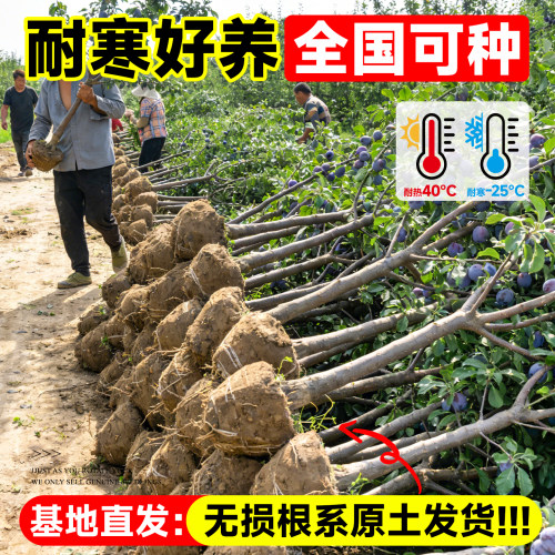 西梅树树苗盆栽果树果苗四季种植耐寒水果南方北方带土球嫁接结果 - 图2