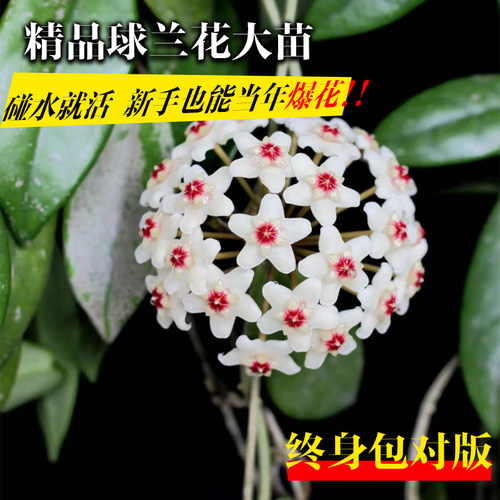 球兰带花大苗羊脂玉球兰花盆栽贝拉卷心叶四季攀援爬藤植物开花卉 - 图0