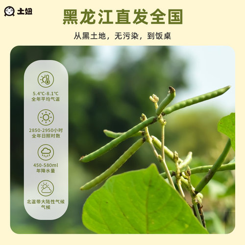 东北绿豆2024新货可发芽黑龙江农家新货薄皮优质绿豆粥绿豆糕原料 - 图0