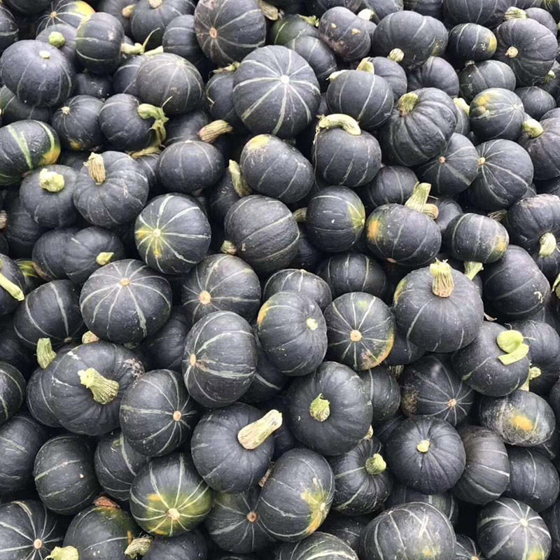 正宗贝贝南瓜粉糯板栗味老瓜小南瓜蔬菜孕妇宝宝辅食农家自种早餐,淘宝优惠券,粉丝福利购,淘宝优惠卷