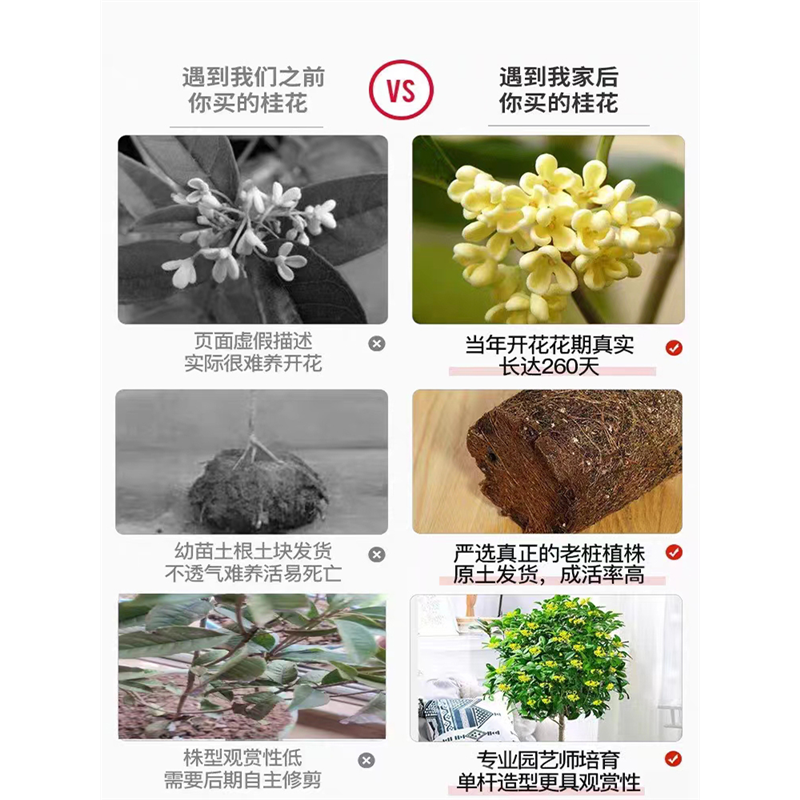 桂花树苗四季桂盆栽开花室内阳台庭院浓香型花卉植物客厅嫁接花期-图3