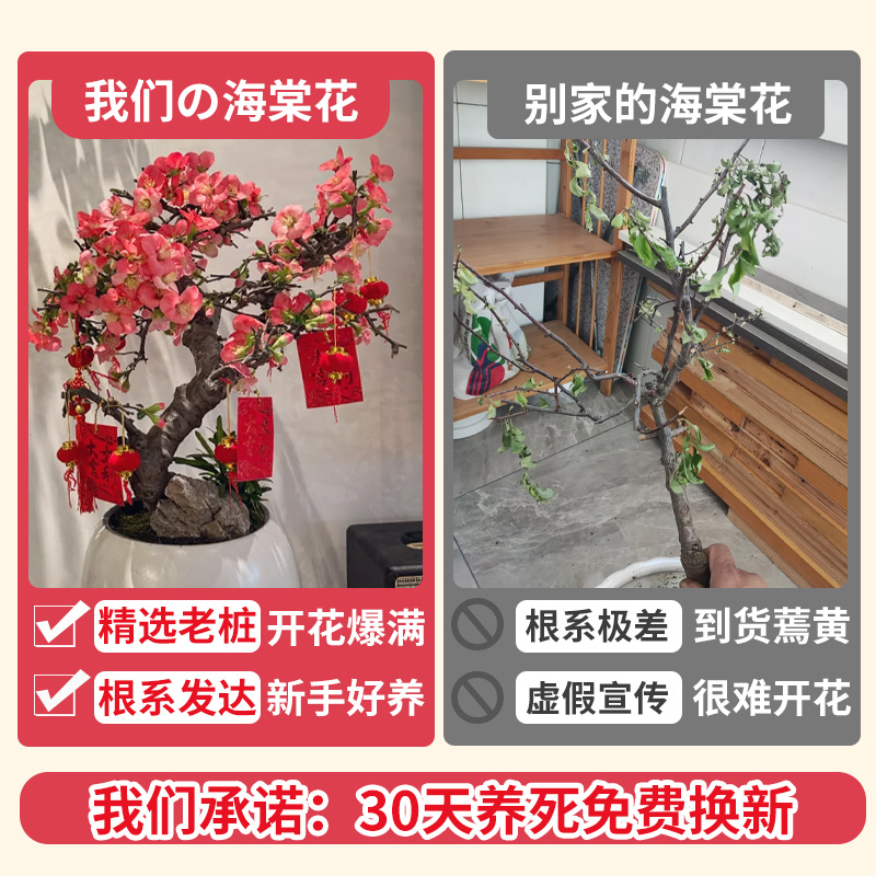 海棠花盆栽树苗大花盆景西府重瓣老桩庭院阳台绿植物室内花卉好养 - 图1
