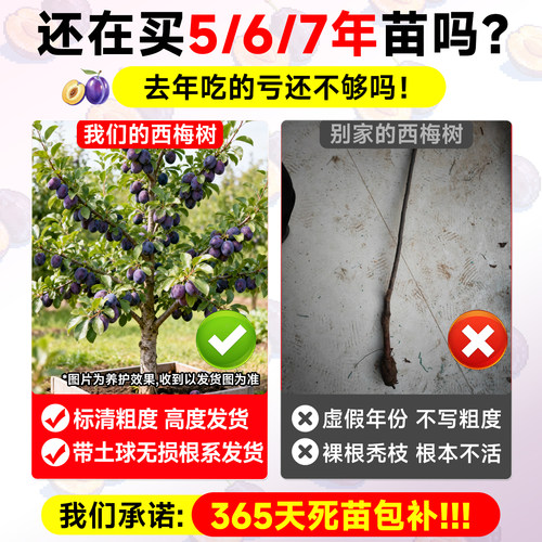 西梅树树苗盆栽果树果苗四季种植耐寒水果南方北方带土球嫁接结果 - 图0