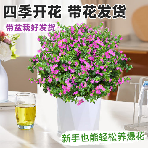 满天星盆栽四季开花室内客厅带盆栽好养带花苞发货观花植物常绿 - 图0