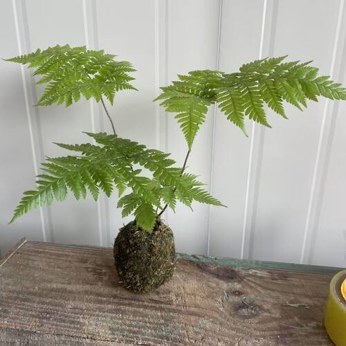 蕨类植物苔藓球红磷蕨绿植花卉净化空气美观休闲 - 图1