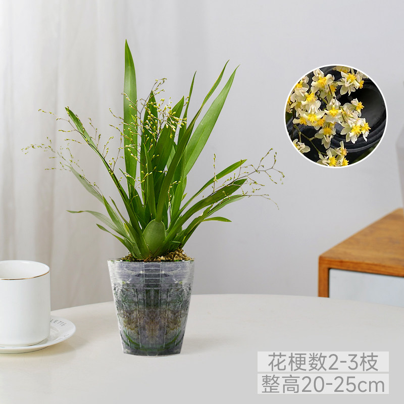 香水文心兰梦香兰盆栽浓香型耐寒带花苞植物年宵花桌面好养兰花卉,淘宝优惠券,粉丝福利购,淘宝优惠卷