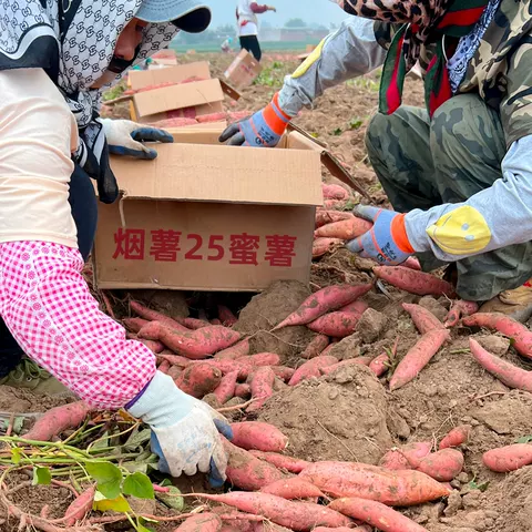 烟薯25号沙地蜜薯糖心红薯小新鲜红皮心烟台农科院烤山芋专用番薯 图片 4