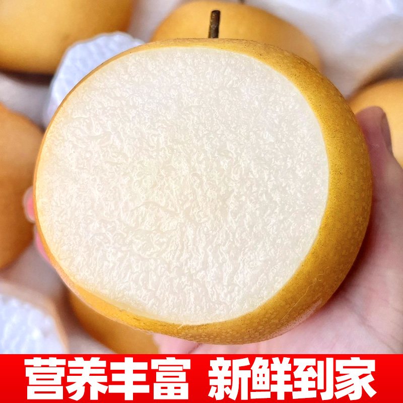 正宗山东青岛莱阳秋月梨新鲜水果当季冰糖雪梨子整箱10斤包邮脆甜 - 图3