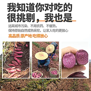 下拉12!山东新鲜糖心紫薯5斤[8元优惠券]-寻折猪