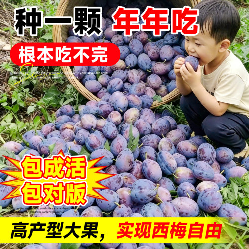 西梅树树苗盆栽果树果苗四季种植耐寒水果南方北方带土球嫁接结果 - 图3