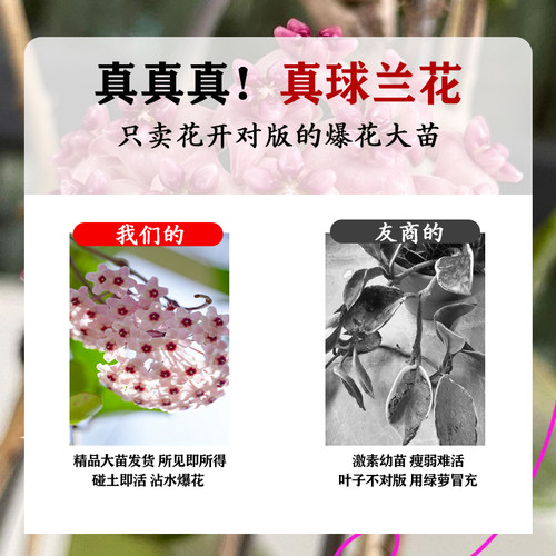 球兰带花大苗羊脂玉球兰花盆栽贝拉卷心叶四季攀援爬藤植物开花卉 - 图3