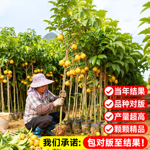 黄金山竹树苗盆栽岭南正宗嫁接无籽果树四季种植耐寒地栽果苗结果 - 图2