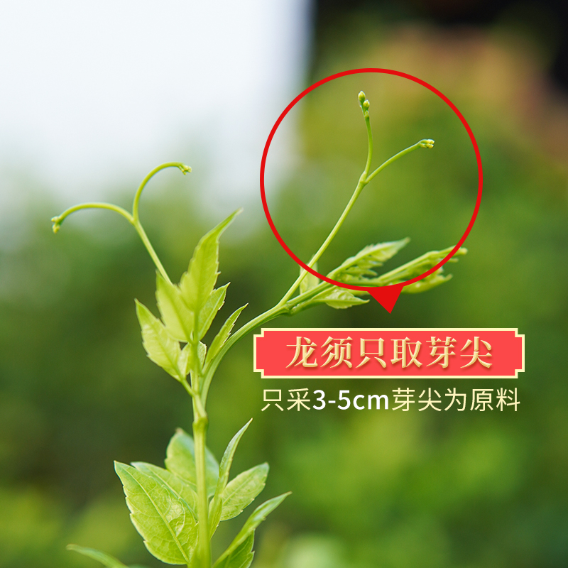 莓茶张家界特级野生湖南藤茶永顺芽尖美丽湘西霉土家族官方旗舰店 - 图2