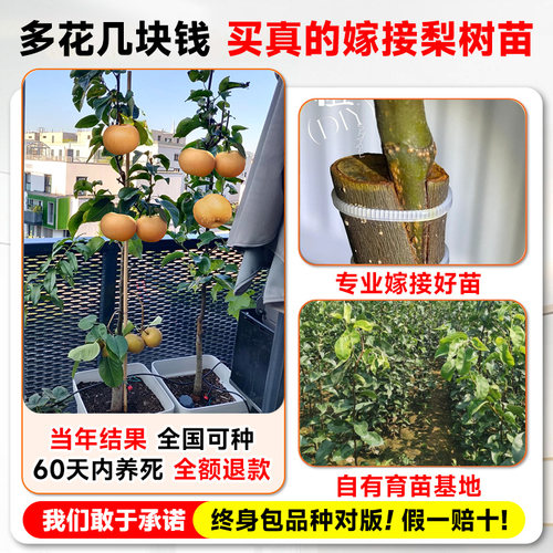 梨树果苗正宗秋月梨皇冠黄金梨果树新品种南北方种植盆栽当年结果 - 图0