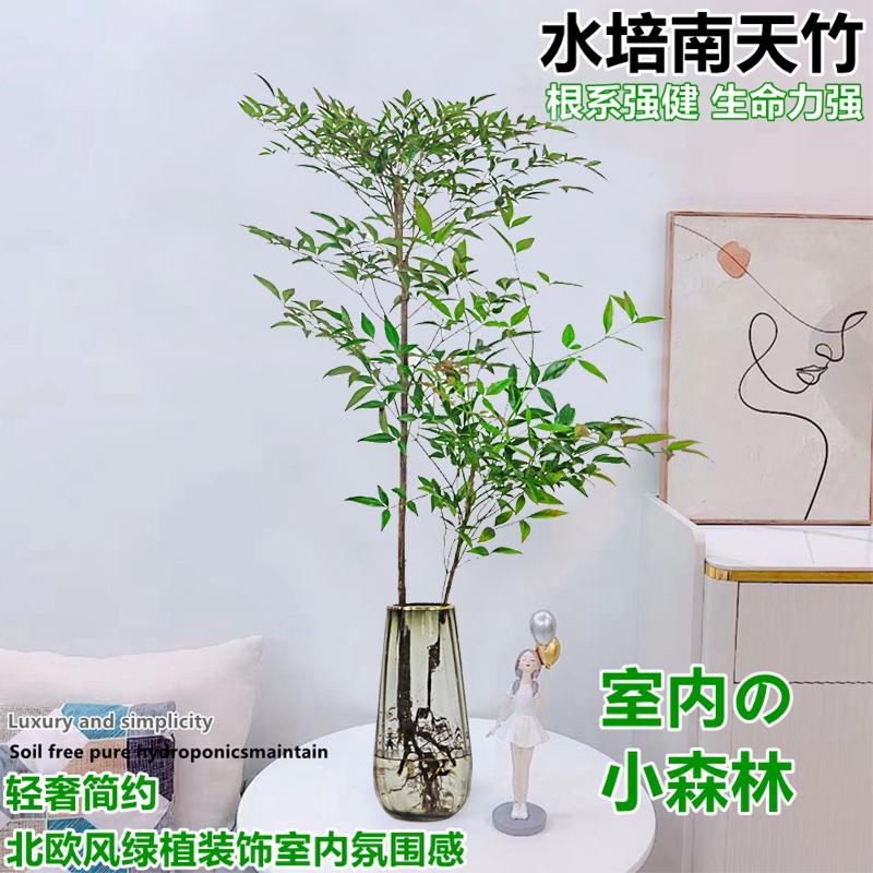 水培南天竹盆栽四季好养水养室内客厅植物绿植吊钟马醉木花卉摆放-图1