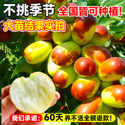 枣树活苗大枣超甜带土球南北方沾化冬枣大树矮化嫁接苗超甜特大号 - 图2